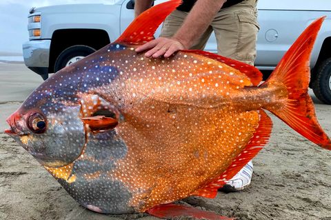 Mondisch: Ein riesiger Opah wurde im US-Bundesstaat Oregon an Land gespült.