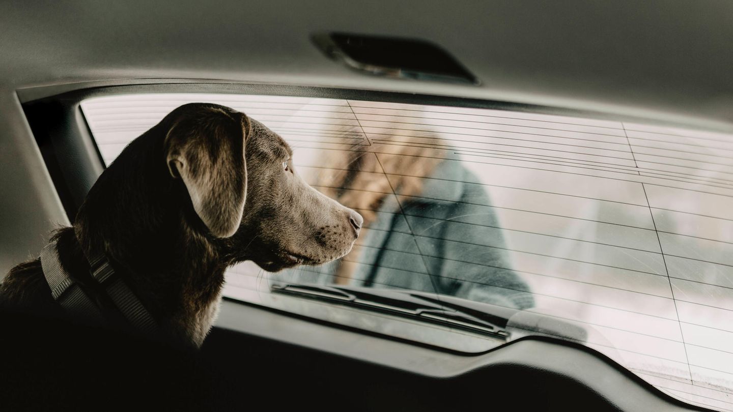 Ein Hund wartet in einem parkenden Auto.