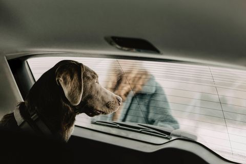 Ein Hund wartet in einem parkenden Auto.