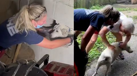 Hund war fünf Tage vermisst – Feuerwehrfrau rettet Hund mit Vorschlaghammer