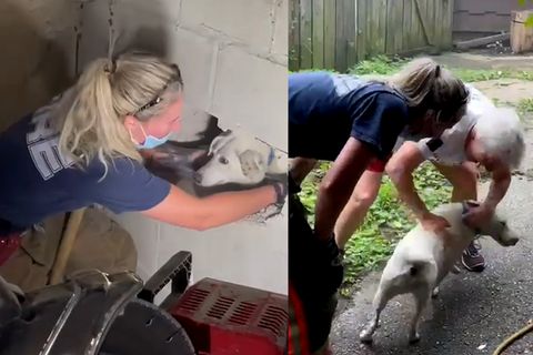 Hund war fünf Tage vermisst – Feuerwehrfrau rettet Hund mit Vorschlaghammer
