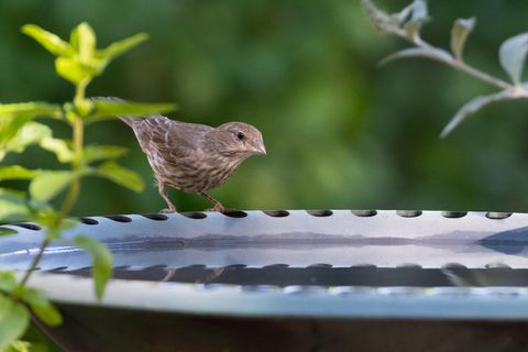Vogeltränke für Balkon und Terrasse: Hausfink sitzt auf dem Rand einer Tränke
