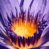 Natur, Platz 1: Christian Horgan  "Pondering the Positives"  Ort: Perth, Australien  iPhone X