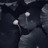 Natur, Platz 2: Mohan Wang  Unbenannt  Ort: Vereinigtes Königreich  iPhone 7 Plus