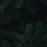 Natur, Platz 3: Marton Tordai  Unbenannt  Ort: Budapest, Ungarn  iPhone 11 Pro Max