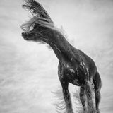 Tiere, Platz 3: Theresa Lee  "Hair Rising"  Ort: Sydney, Australien  iPhone XR