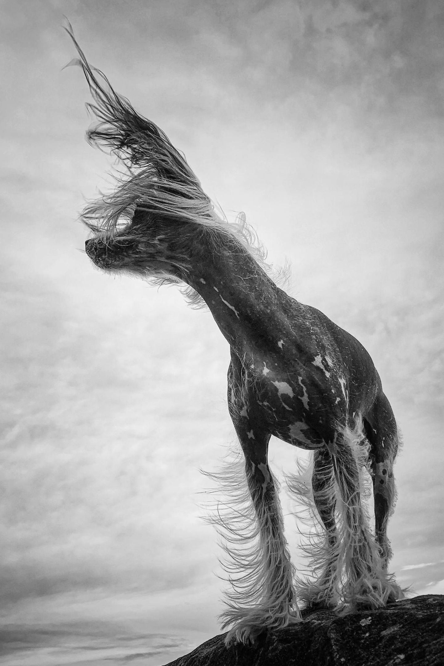 Tiere, Platz 3: Theresa Lee  "Hair Rising"  Ort: Sydney, Australien  iPhone XR