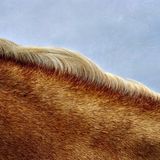 Tiere, Platz 2: Elizabeth Burns  Unbenannt  Ort: Ojo Sarco, USA  iPhone XS