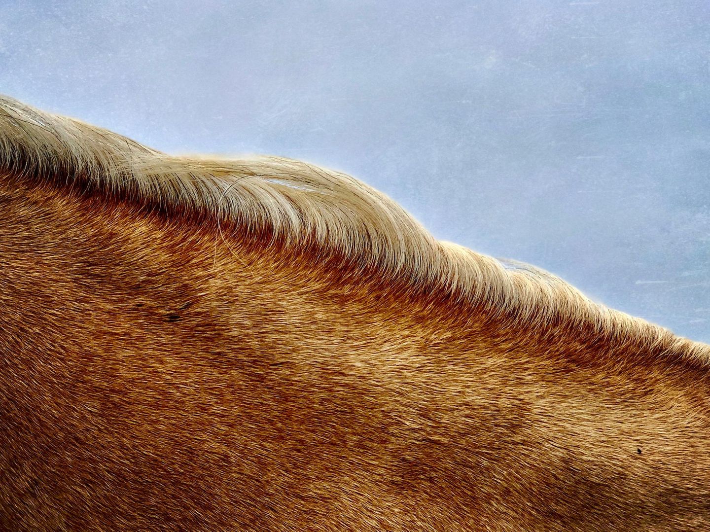 Tiere, Platz 2: Elizabeth Burns  Unbenannt  Ort: Ojo Sarco, USA  iPhone XS