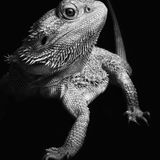 Tiere, Platz 1: Laila Bakker  "Strike a Pose"  Ort: Nieuwerkerk aan den IJssel, Niederlande  iPhone X