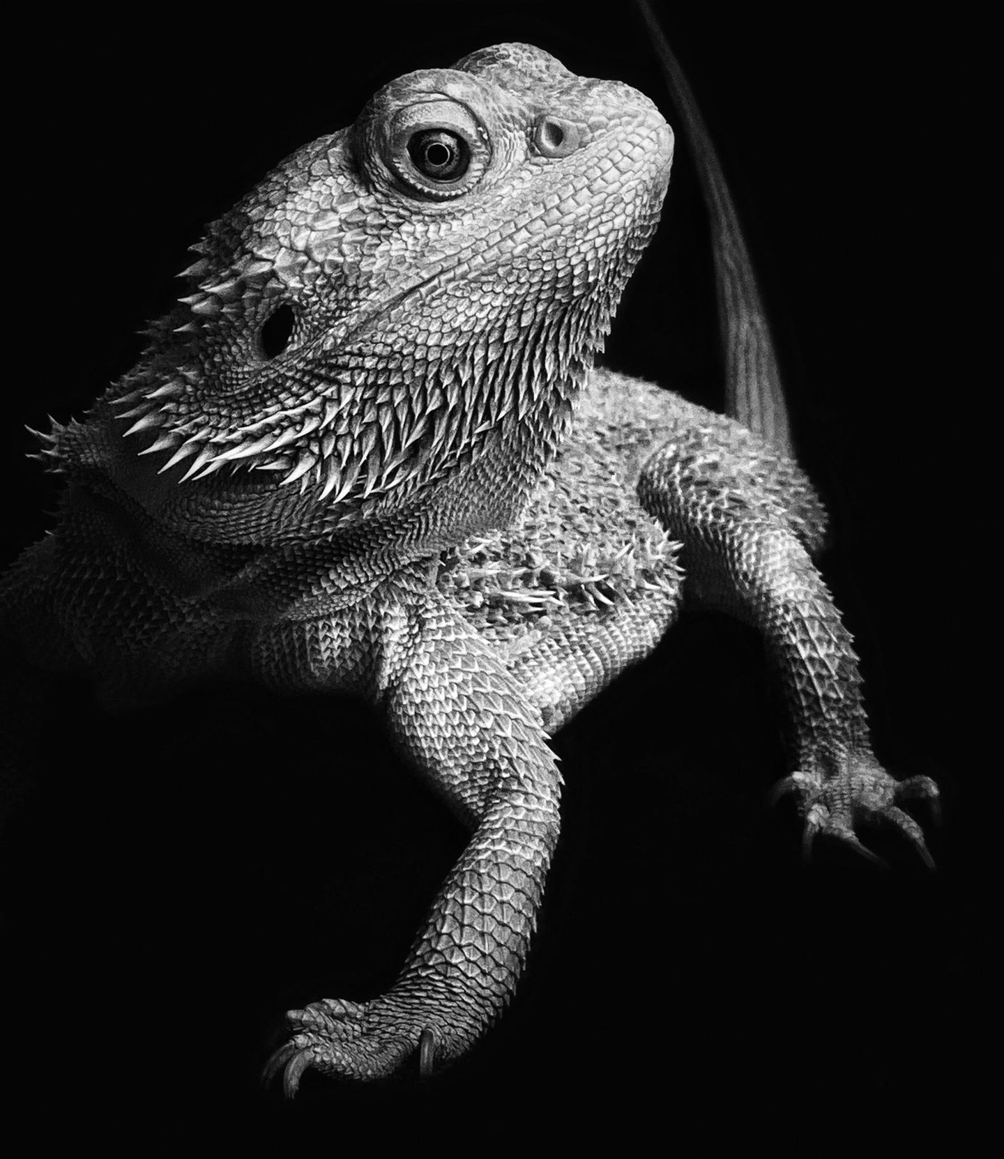 Tiere, Platz 1: Laila Bakker  "Strike a Pose"  Ort: Nieuwerkerk aan den IJssel, Niederlande  iPhone X