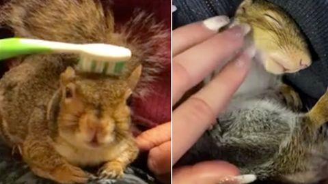 Futterspende: Eichhörnchen füttern: So helfen Sie den Nagetieren bei der Nahrungssuche