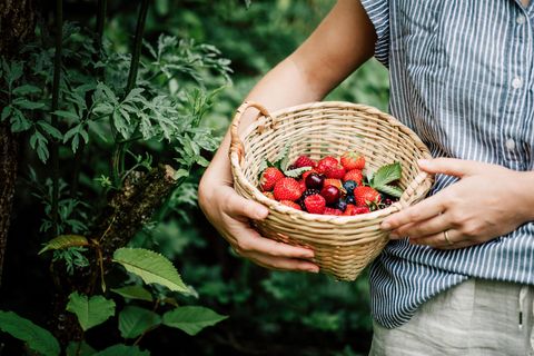 Frau sammelt Beeren im Garten