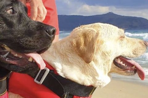 Zwei Hunde retten ein Mädchen in Italien