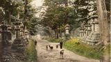 Schon um 1890 grasten zahme Rehe im Kasuga-Park in Nara. Es heißt, diese Hirsche seien heilige Boten der Shinto-Götter.