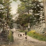 Schon um 1890 grasten zahme Rehe im Kasuga-Park in Nara. Es heißt, diese Hirsche seien heilige Boten der Shinto-Götter.