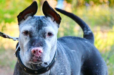 Ein Pitbull mit einem Maulkorb