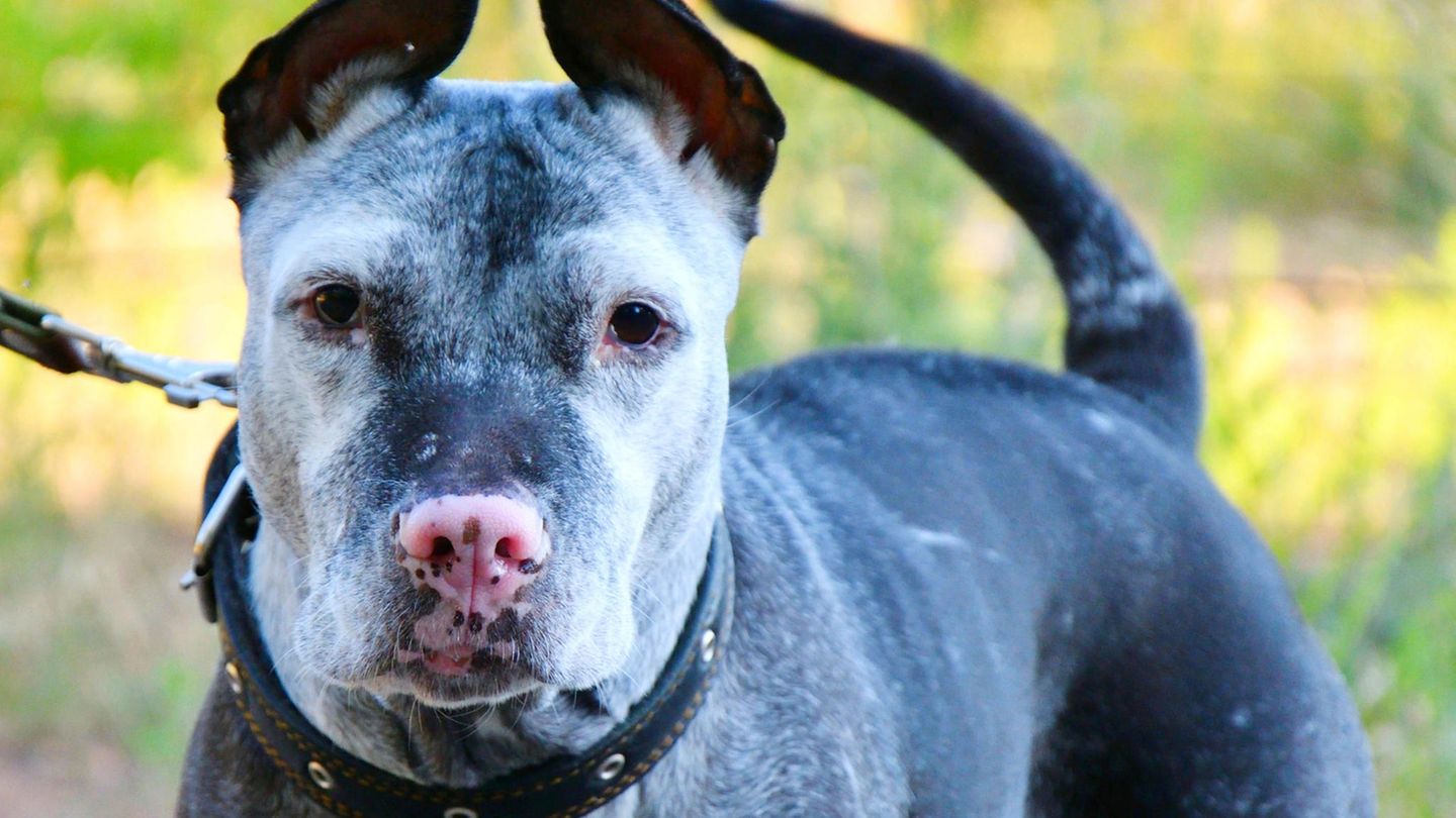 Ein Pitbull mit einem Maulkorb