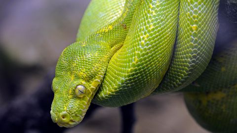 Eine grün-gelbliche Schlange