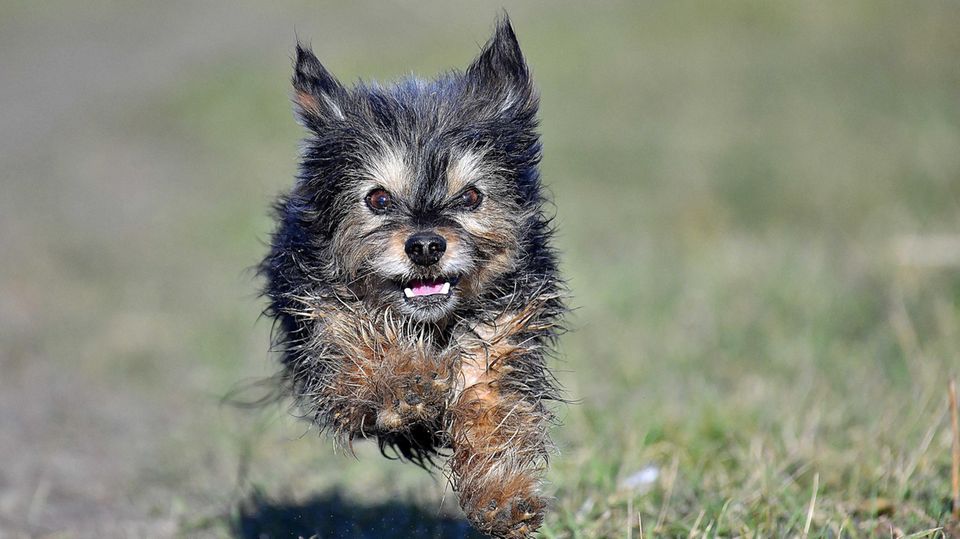 Yorkshire Terrier rennt auf einer Wiese.
