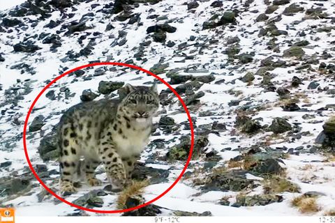 Seltenes Tier: Erster Schneeleopard seit fünf Jahren in Kasachstan auf Kamera eingefangen