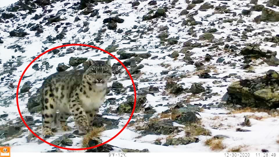 Seltenes Tier: Erster Schneeleopard seit fünf Jahren in Kasachstan auf Kamera eingefangen Seltenes Tier: Erster Schneeleopard seit fünf Jahren in Kasachstan auf Kamera eingefangen