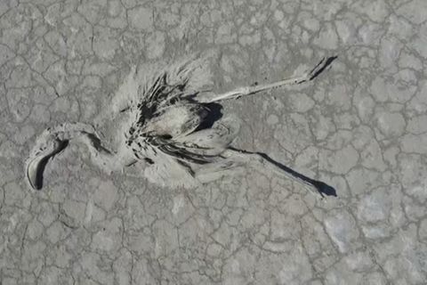 Türkischer See: Verdurstet oder vergiftet? Mysteriöses Massensterben von Flamingos