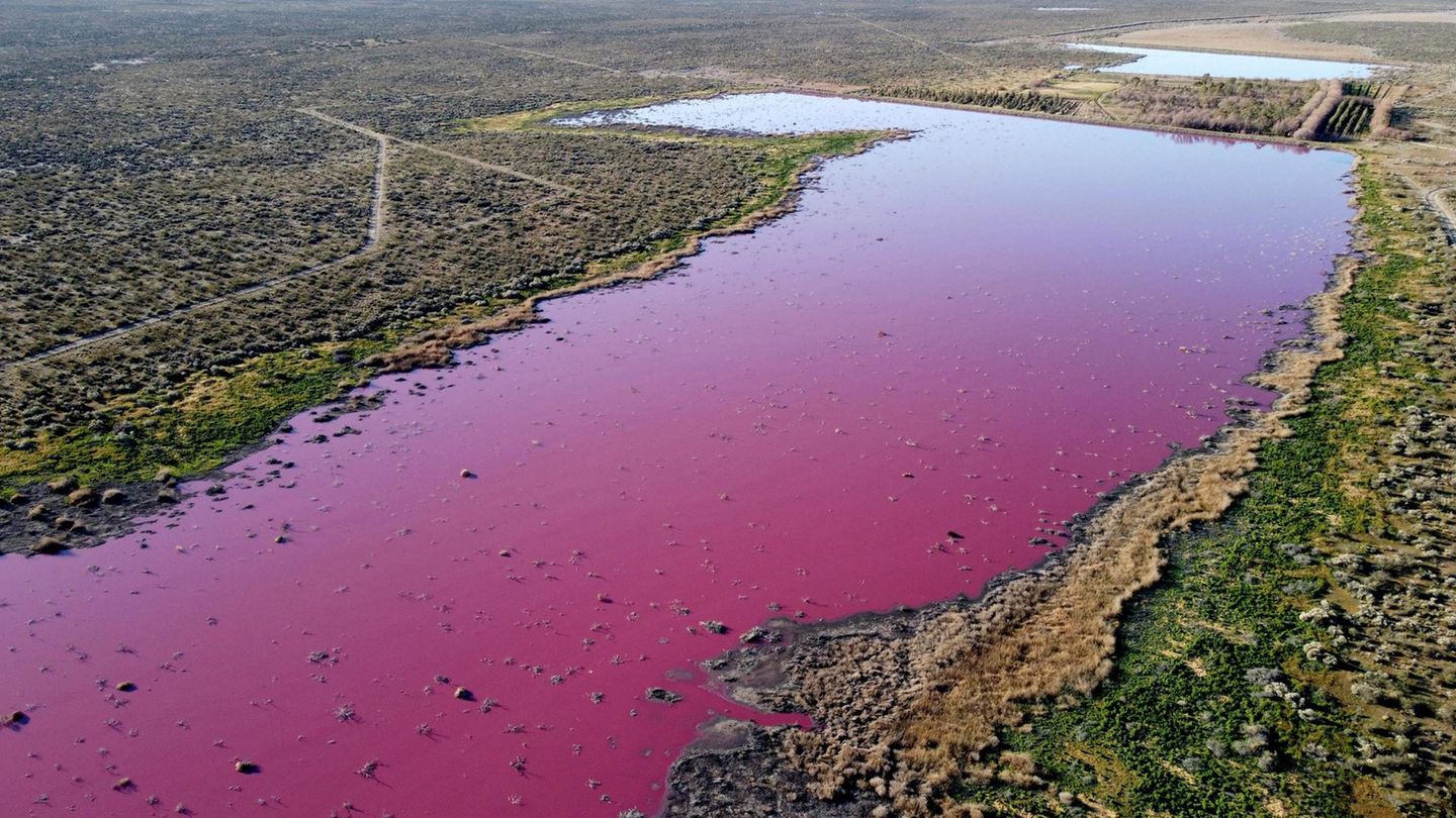 Pinkes Wasser in der Corfo-Lagune in Argentinien