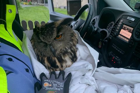 A72 bei Zwickau: Polizei rettet verletzten Uhu