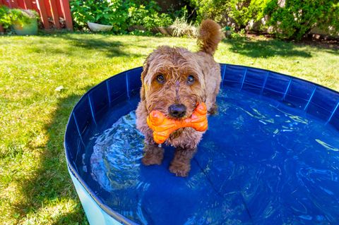Ein Hund steht in einem Pool