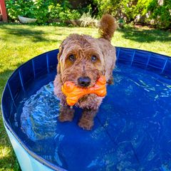Ein Hund steht in einem Pool