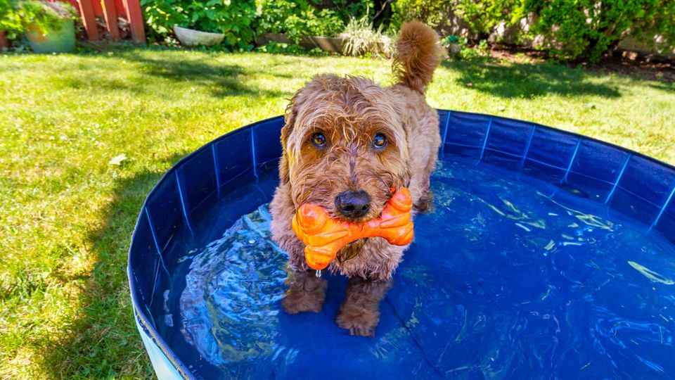 Ein Hund steht in einem Pool