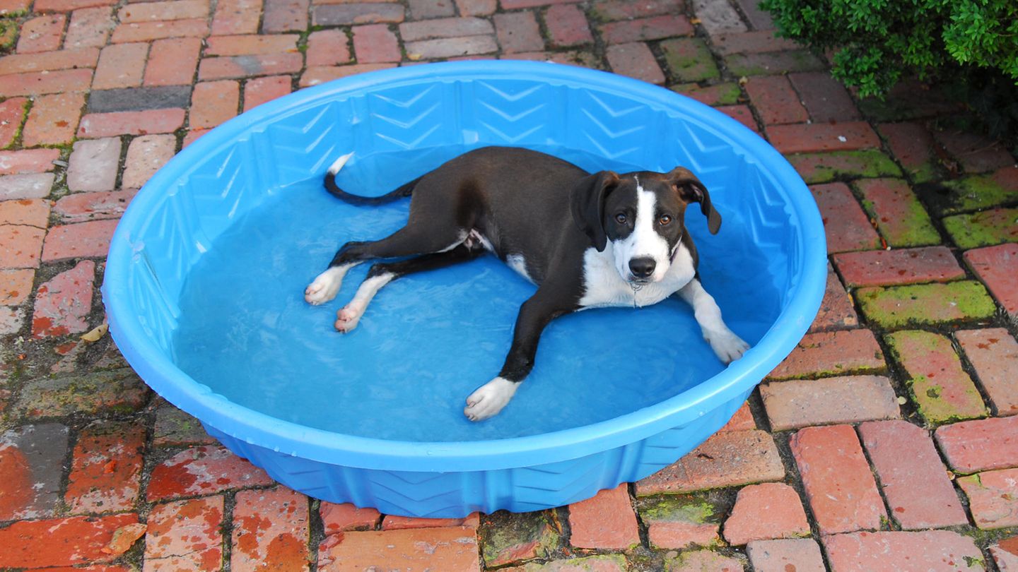 Ein Hund steht in einem Pool