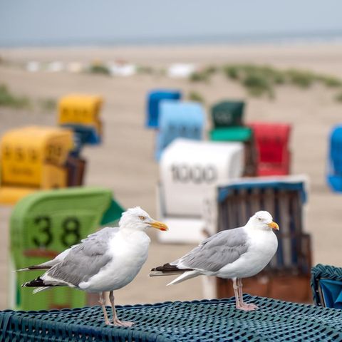 Zwei Möwen sitzen auf einem Strandkorb am Strand der Nordseeinsel Juist