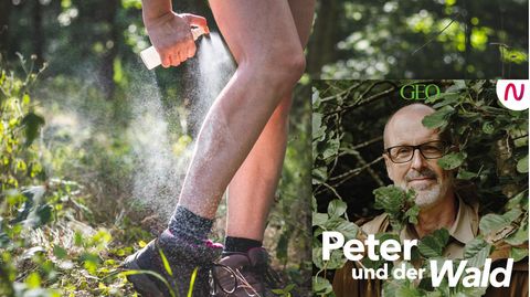 In dieser Folge beschäftigt sich Peter Wohlleben mit den Gefahren durch Zecken