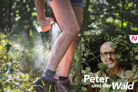 In dieser Folge beschäftigt sich Peter Wohlleben mit den Gefahren durch Zecken