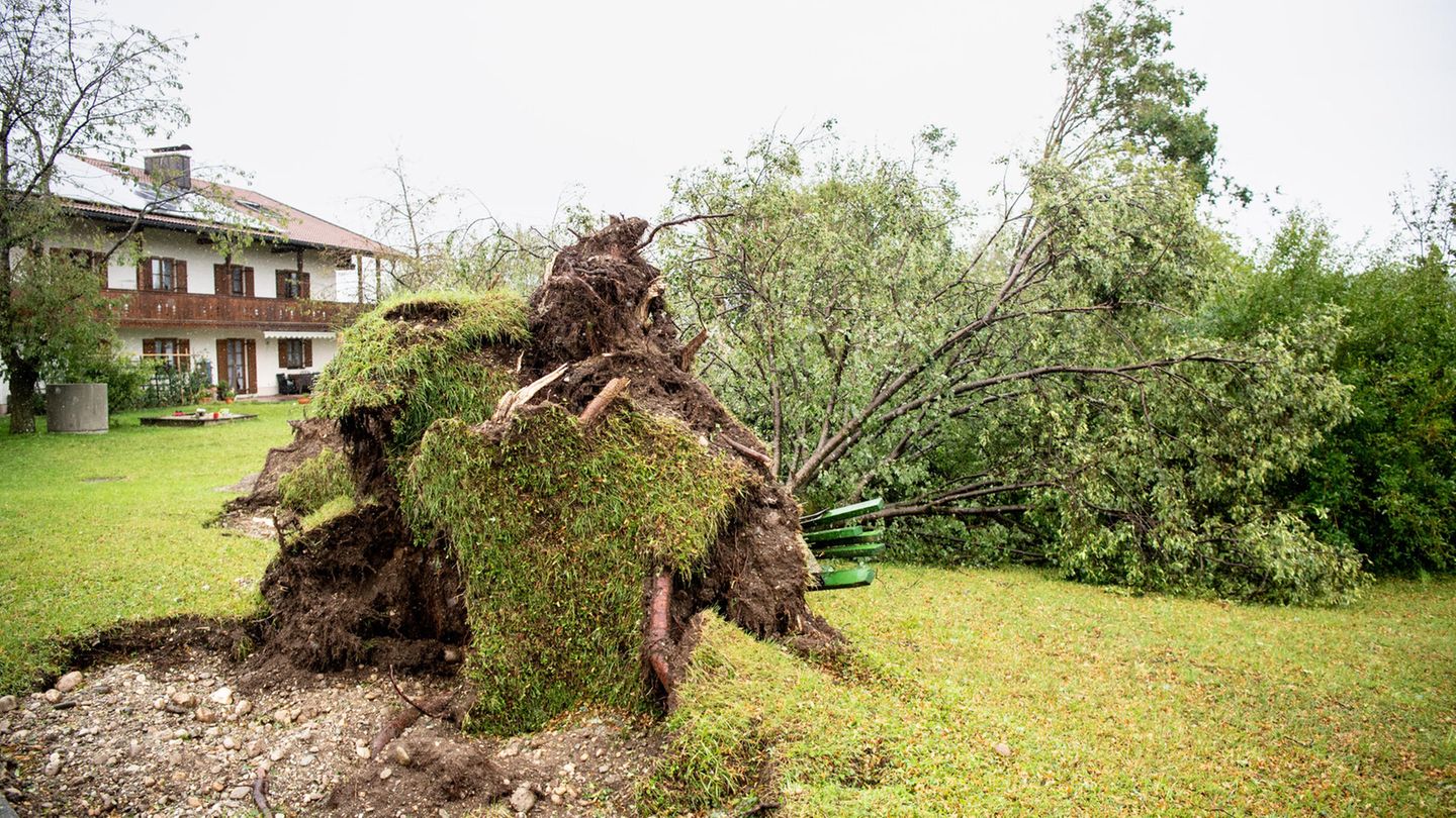 Entwurzelter Baum in der Ortschaft Halfing