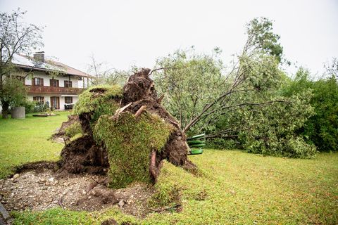 Entwurzelter Baum in der Ortschaft Halfing