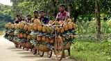 Dhaka, Bangladesch. Es ist Erntesaison – und diese Bauern waren offenbar sehr fleißig: Auf ihren Fahrrädern transportieren sie jede Menge Ananas-Früchte von ihrer Plantage zu einem Großmarkt.
