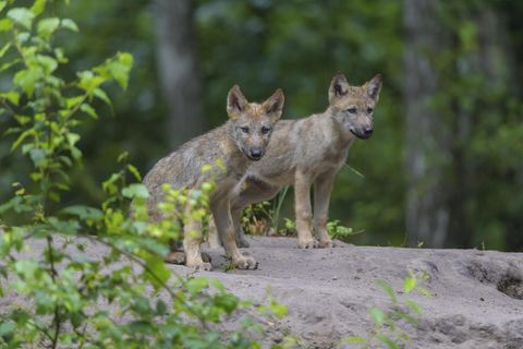 In Hessen wurden erstmals wieder Wolfwelpen gesichtet.