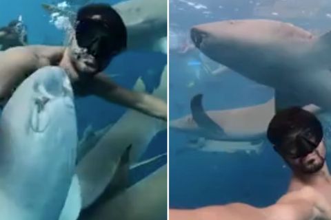 Mutige Aktion: Atemberaubende Bilder: Reise-Influencer schwimmt mit dutzenden Haien