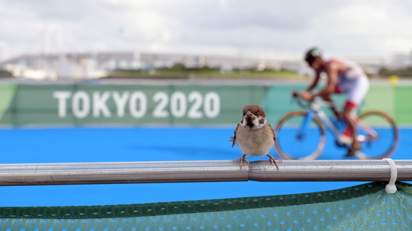 Triathlon Vogel Olympia 2021