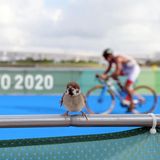 Triathlon Vogel Olympia 2021