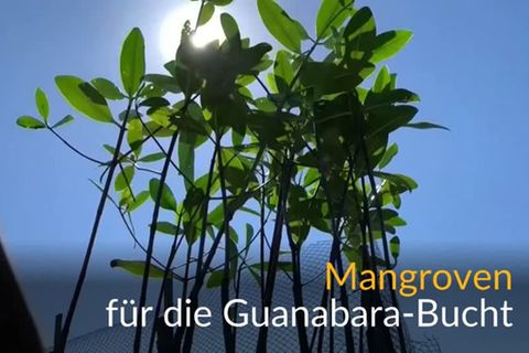 Video: Neue Mangrovenwälder für Rio