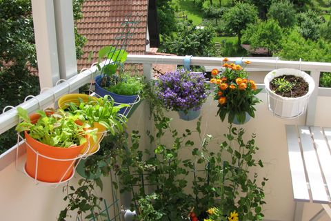 Balkonpflanzen für jeden Standort: Blumen und Kräuter hängen in Töpfen auf einem Balkon