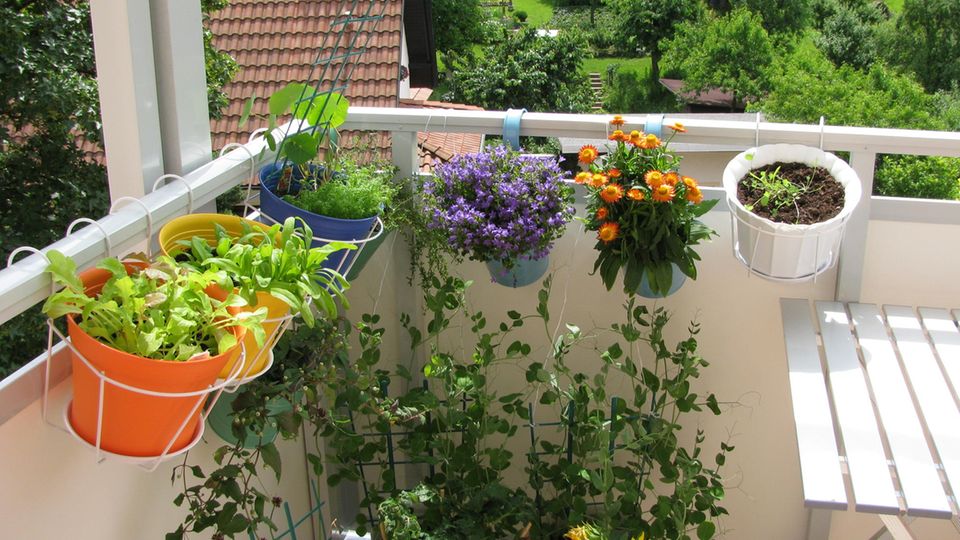 Balkonpflanzen für jeden Standort: Blumen und Kräuter hängen in Töpfen auf einem Balkon