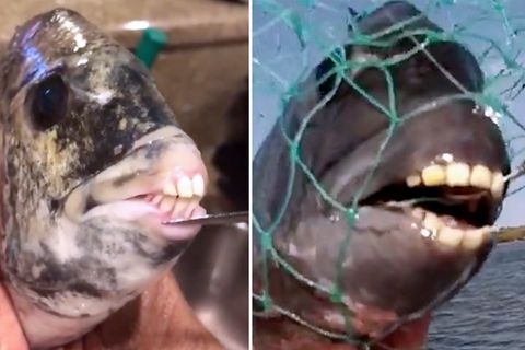 Fische mit Menschenzähnen – gibt es die unheimlichen Wesen wirklich?