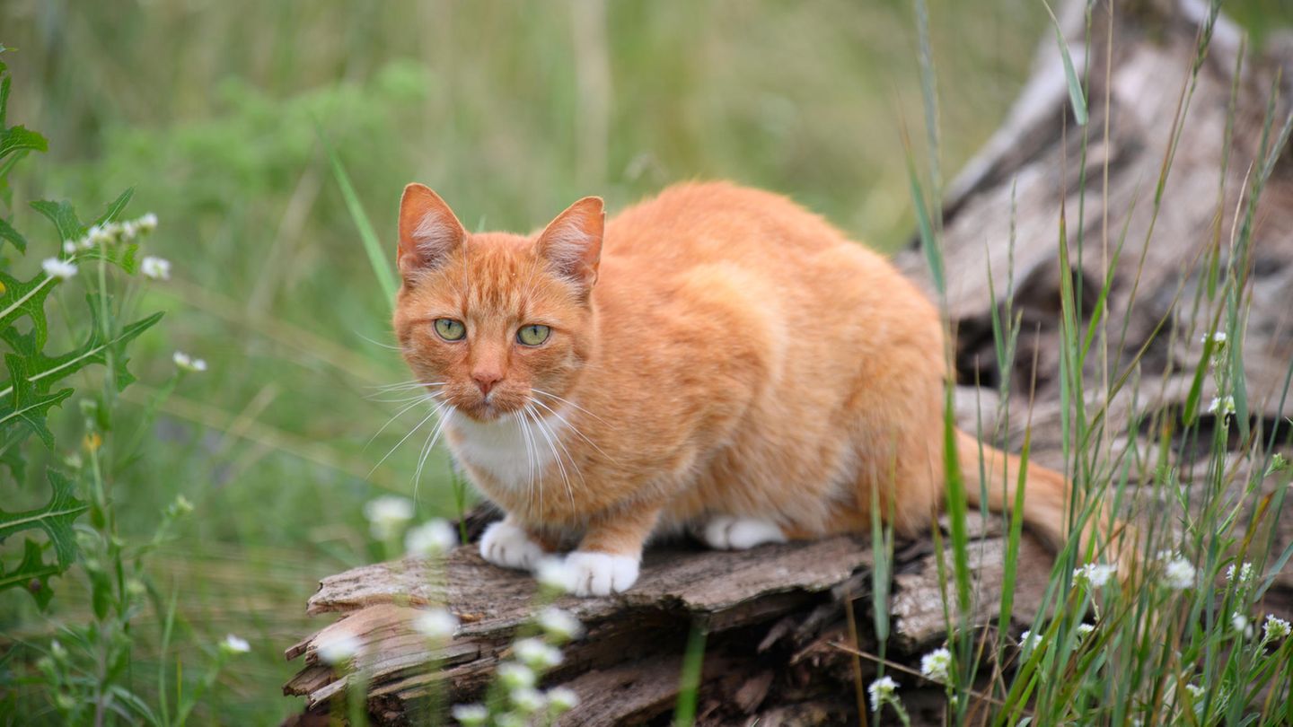 Eine Katze mit rotem Fell sitzt in einer Wiese auf dem Rest eines verwitterten Baumstammes