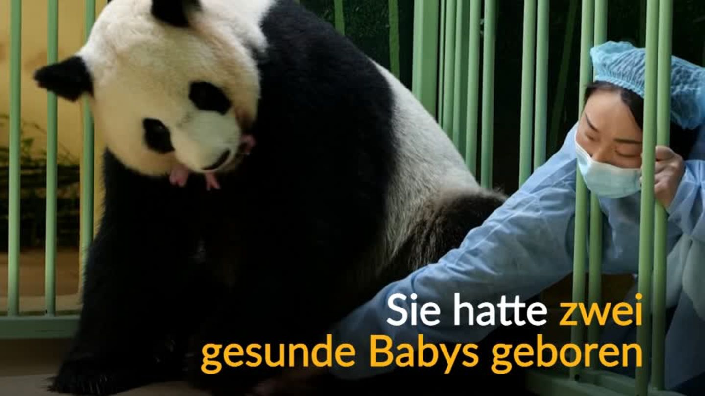 Video: Cheering in the French zoo – panda twins are born