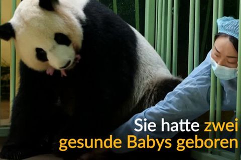 Video: Jubel in französischem Zoo - Panda-Zwillinge kommen zur Welt